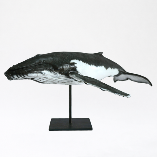 Migaloo & Friend · Humpback Whale