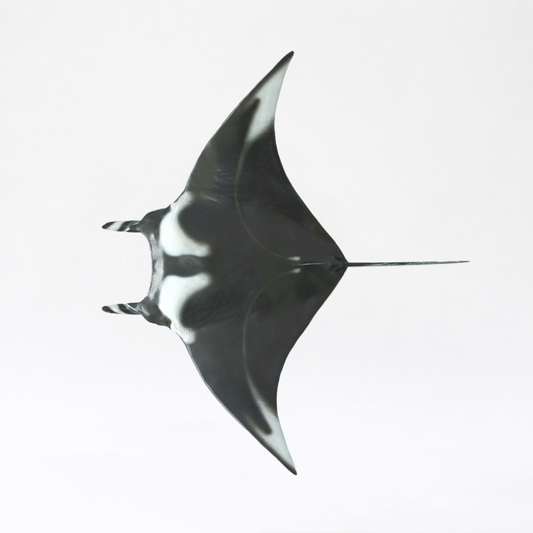 Nalu · Manta Ray