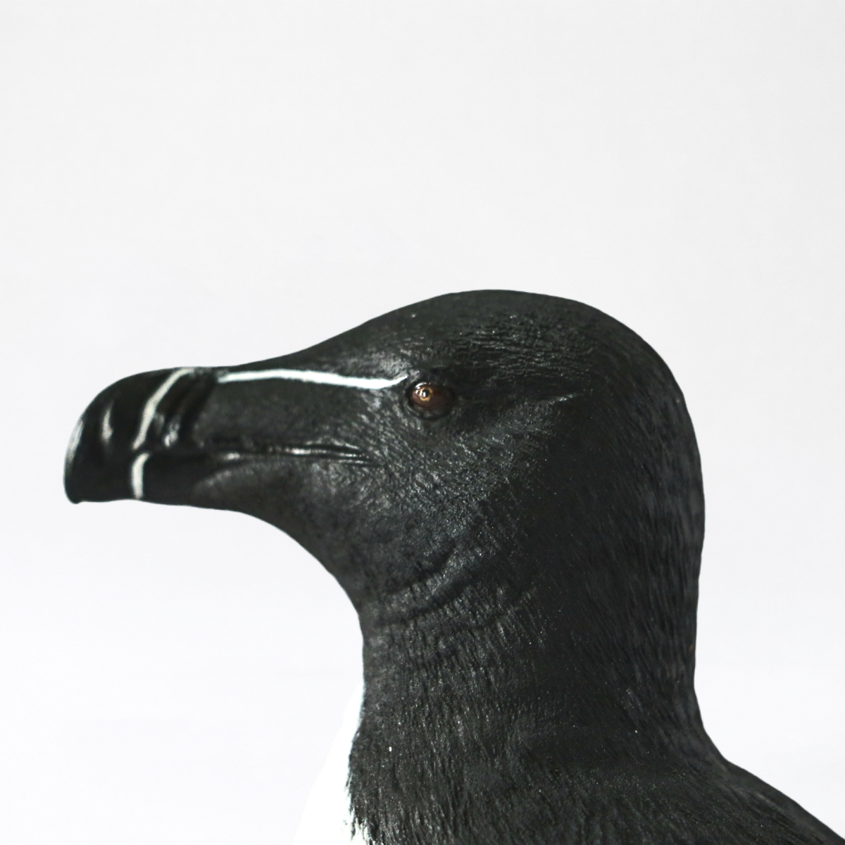 Auga · Razorbill
