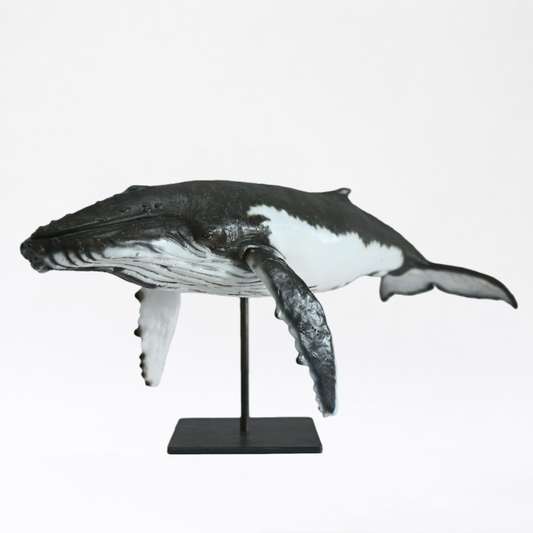 Migaloo & Friend · Humpback Whale