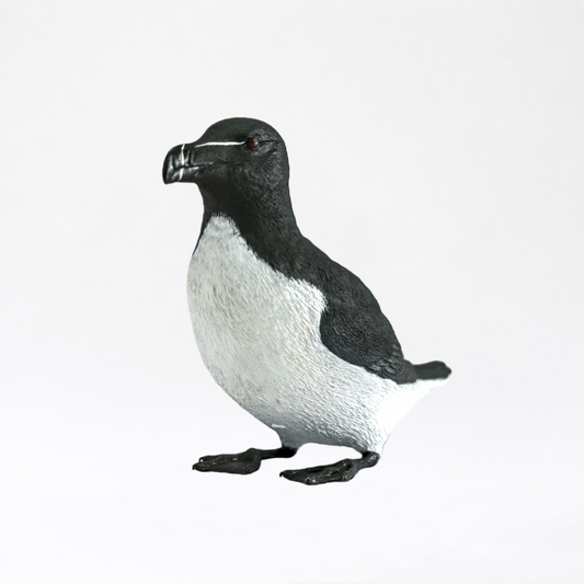 Auga · Razorbill