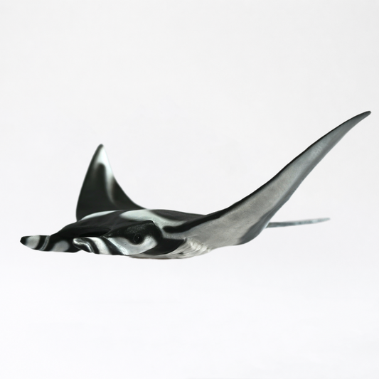 Nalu · Manta Ray