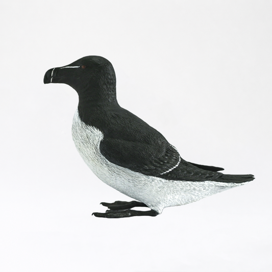 Auga · Razorbill