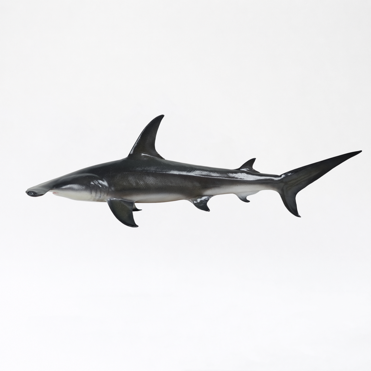 Artemis · Great Hammerhead