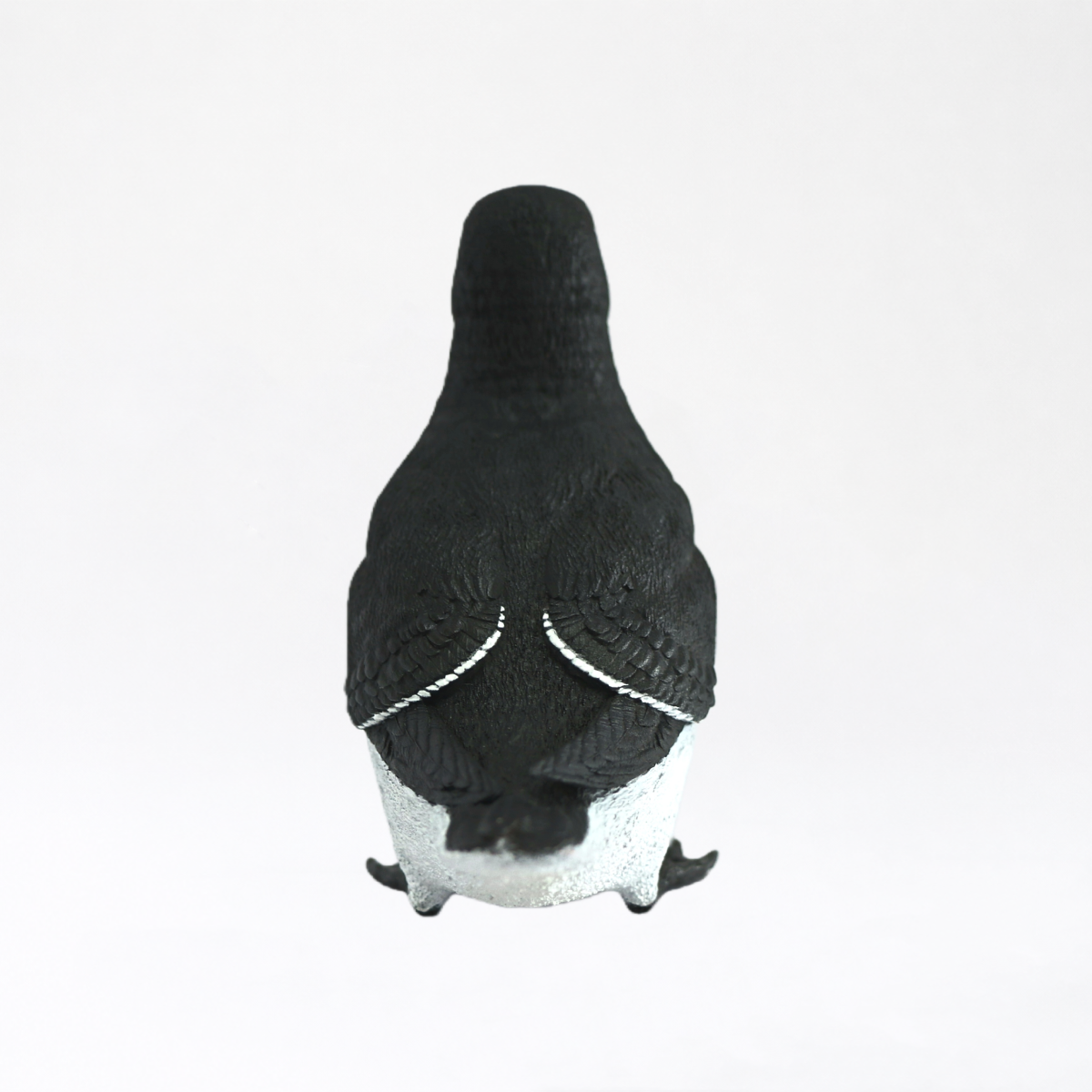 Auga · Razorbill