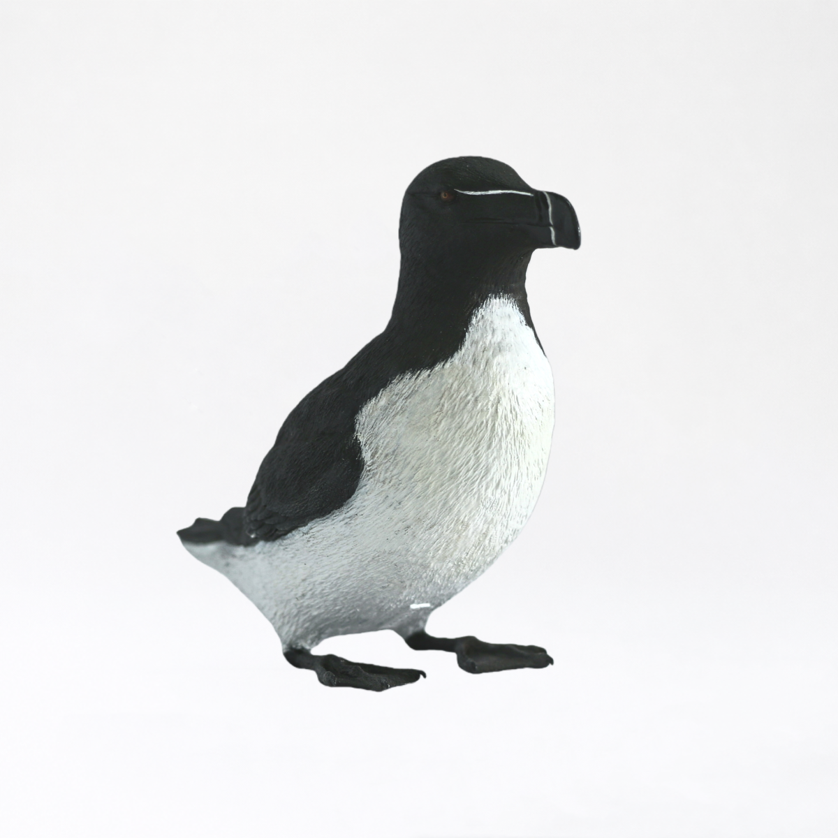 Auga · Razorbill
