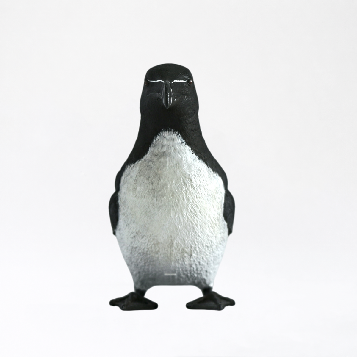 Auga · Razorbill