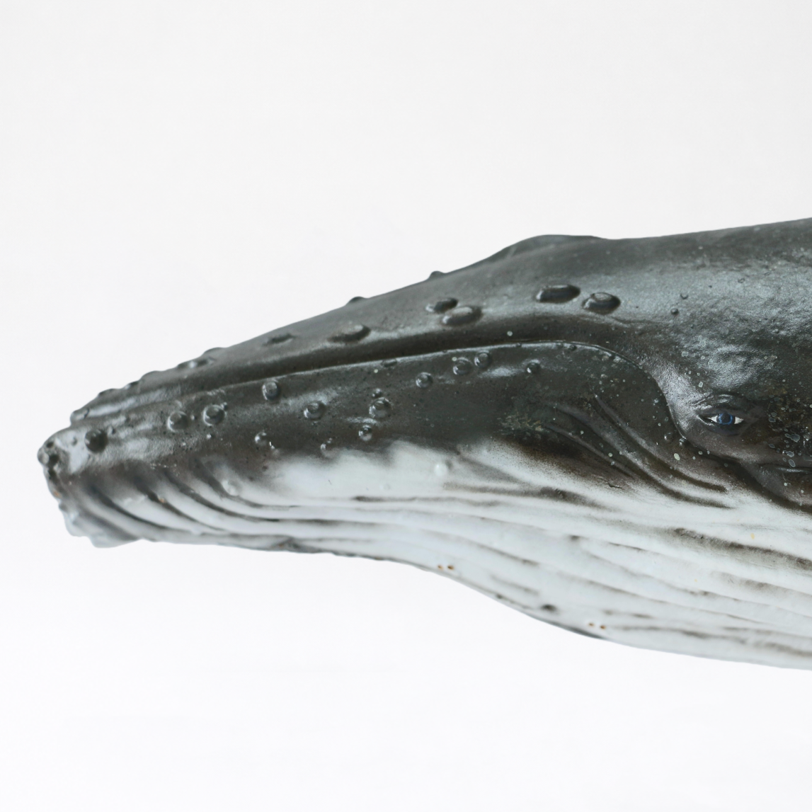 Migaloo & Friend · Humpback Whale
