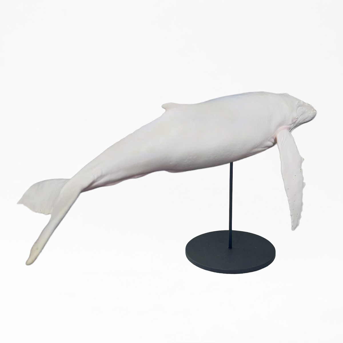 Migaloo & Friend · Humpback Whale