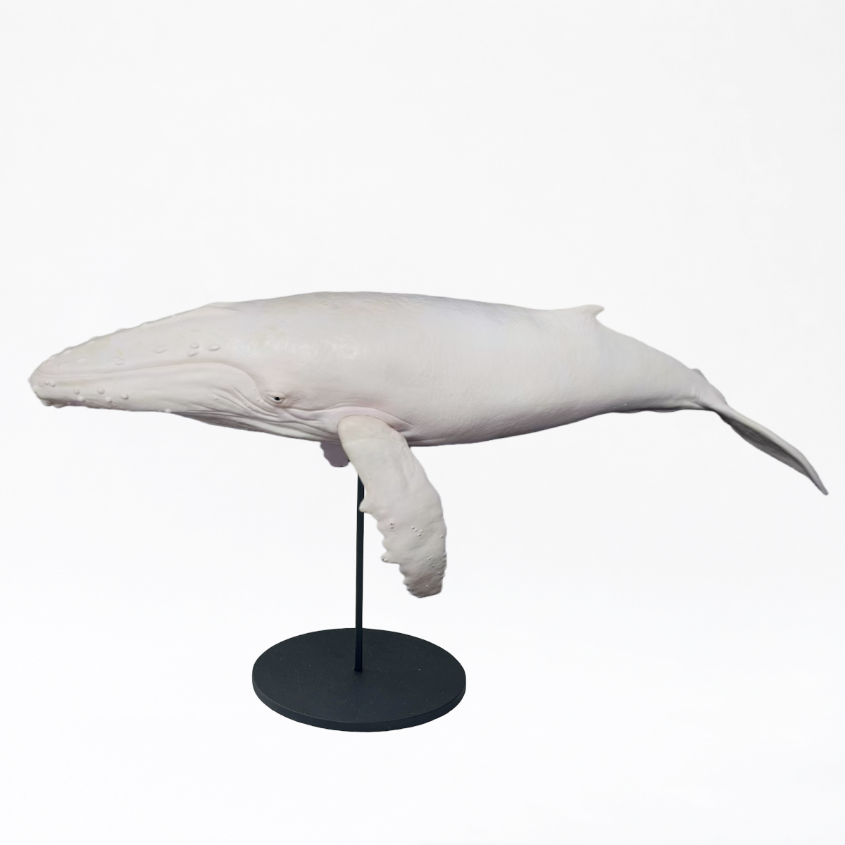 Migaloo & Friend · Humpback Whale