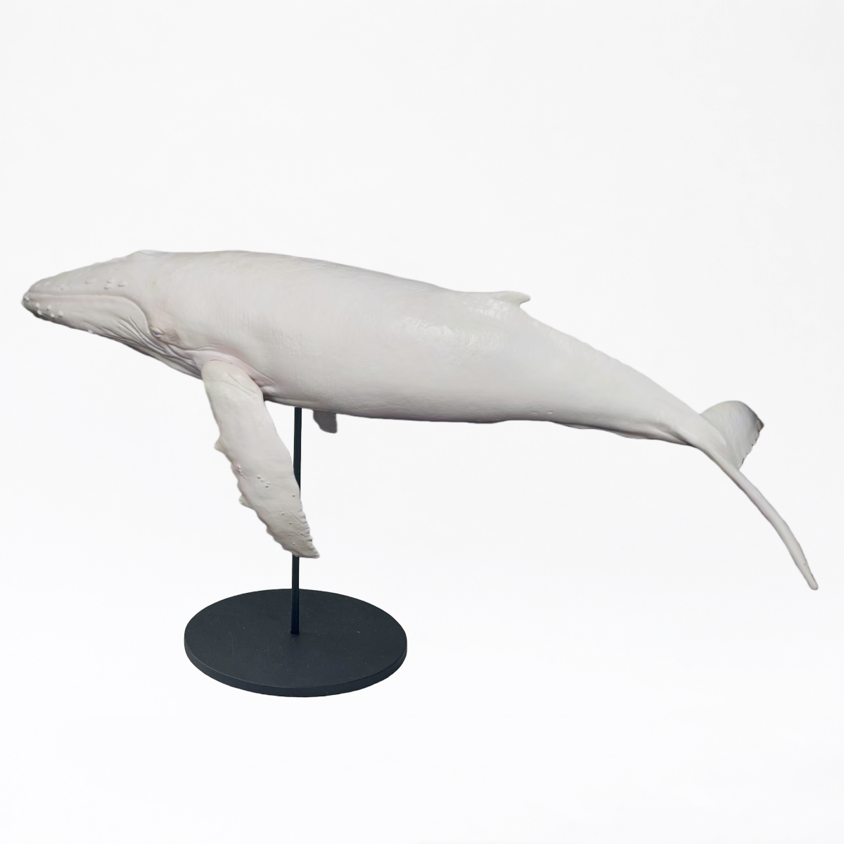 Migaloo & Friend · Humpback Whale
