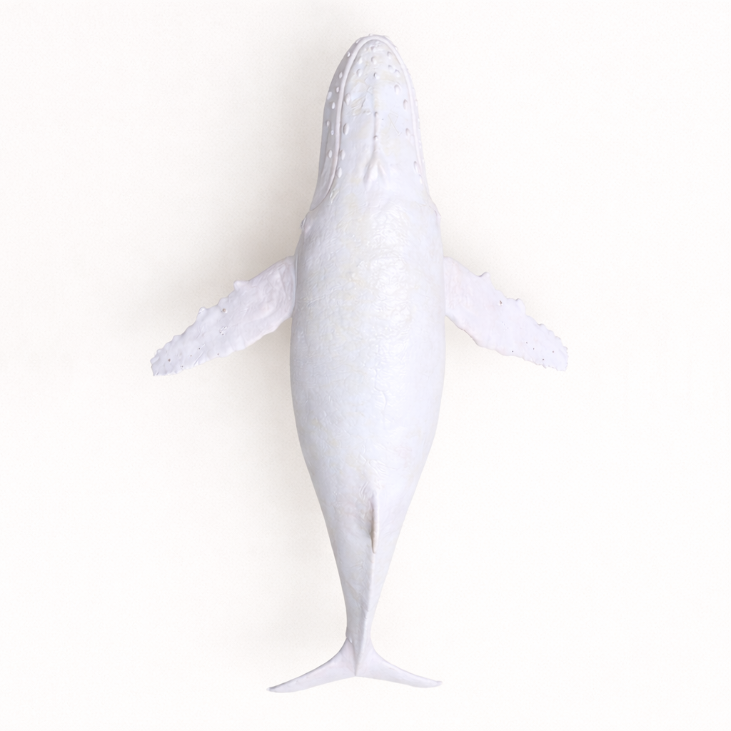 Migaloo & Friend · Humpback Whale