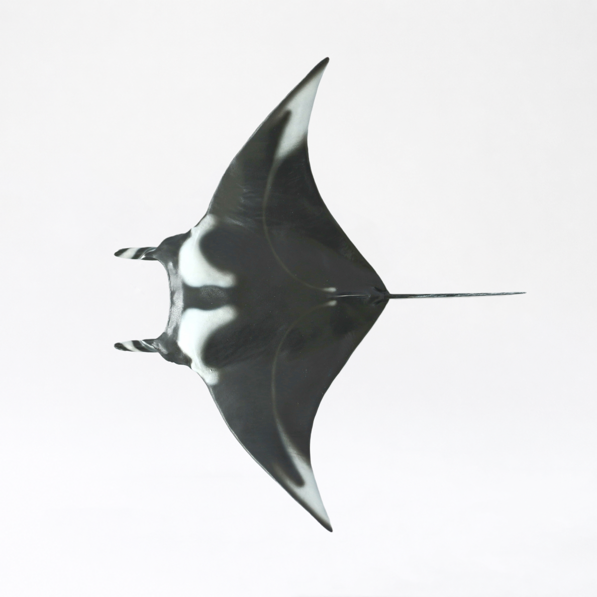 Nalu · Manta Ray
